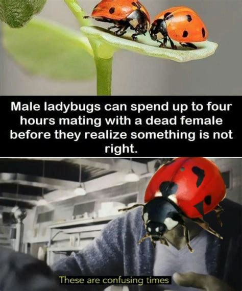 This Bug Dankmemes