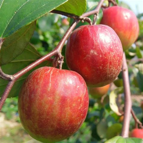 Kashmiri Red Apple Ber Fruit Live Plant Organixrosa