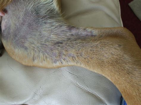 Rash On Belly And Sores In Between Toes — Strictly Bull Terriers