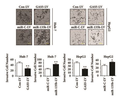 gas5 represses while mir 135b promotes hcc cell invasion in vitro a download scientific