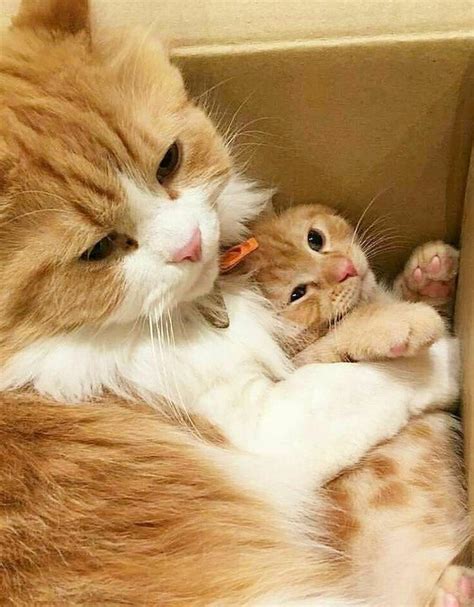 Mama Cat And Her Baby Cute Cats Cute Cats And Kittens Mama Cat
