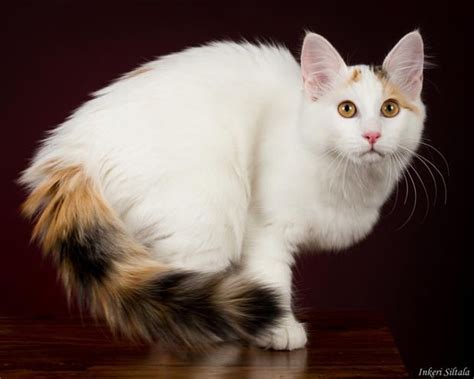 7 Facts About Turkish Van Cats Turkish Van Cats Angora Cats Cat Breeds