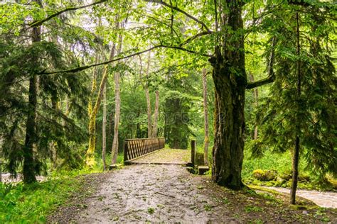 Wood Bridge In Borjomi Forest Stock Image Image Of Nature Forest