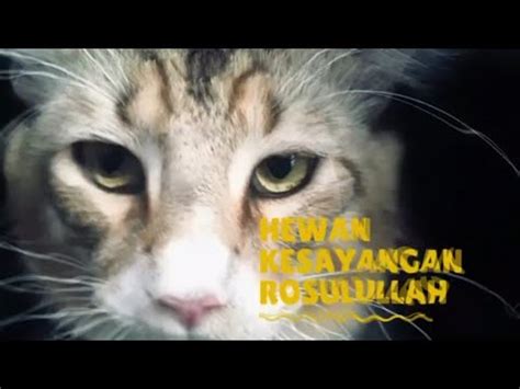 Pernyataannya ini tentunya bukan pernyataan yang tidak berdasar. Kucing kesayangan nabi muhammad || aa gym - YouTube