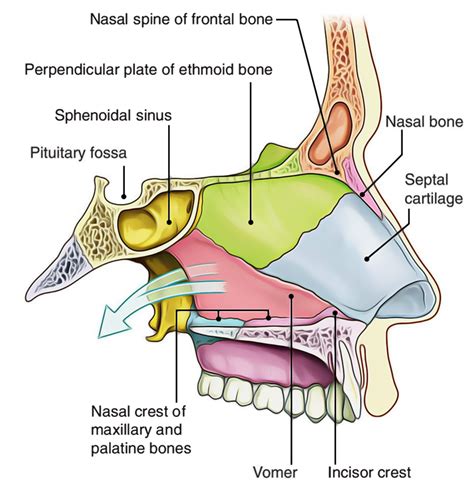 Bones Forming Nasal Cavity Medial Wall Of The Nasal Cavity Anatomy My
