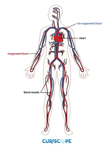 Teach Kids All About Their Circulatory System With Our Educational