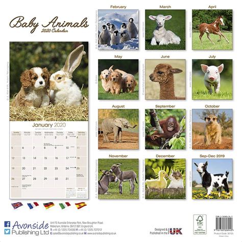 Baby Animals Calendar 2020 By Avonside Publishing Ltd 9781785806940