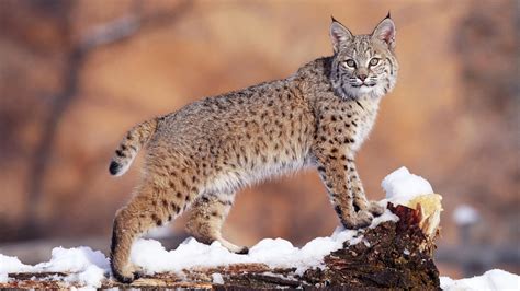Wildcat Facts History Useful Information And Amazing Pictures