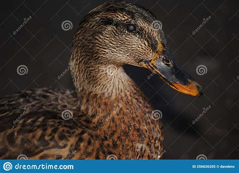Face Of A Mallard Duck Stock Image Image Of Mallard 256626205