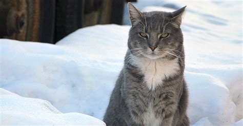Its Time To Prepare Winter Shelters For Nycs Feral Cats