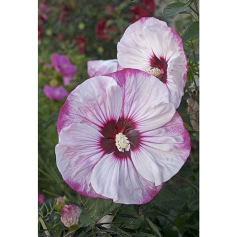 Proven Winners 2 Quart Potted Hibiscus At