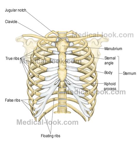 The first seven are connected behind with the vertebral column. Rib cage pain. Causes, symptoms, treatment Rib cage pain