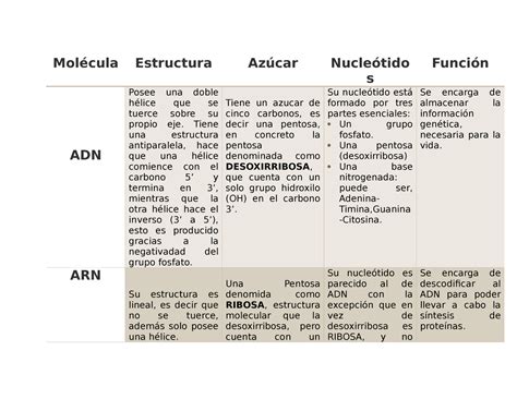 Actividad Cuadro Comparativo Del Arn Y Adn Mol Cula Estructura Az Car Nucle Tido S Funci N