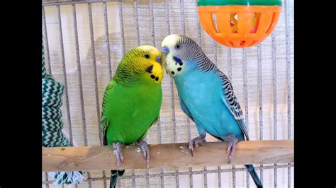 Enter a location to see results close by. Fantastic Summer Parakeets Chirping. Pleasant nature ...