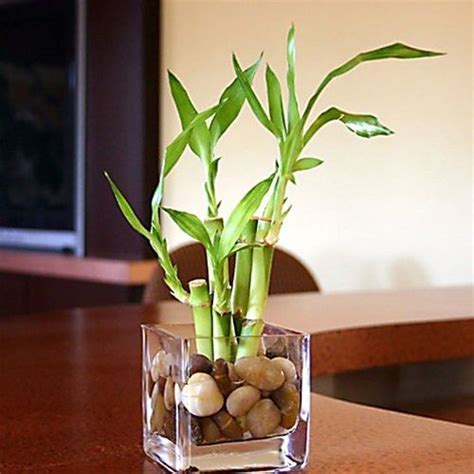 Check spelling or type a new query. How to Grow and Shape Lucky Bamboo | Bambu da sorte ...