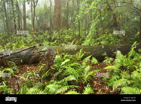 Rainforest Springbrook National Park Gold Coast Hinterland Queensland