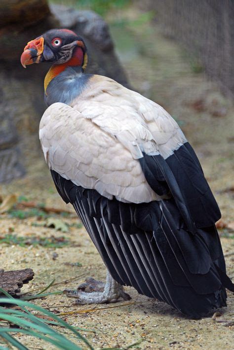 The King Vulture Sarcoramphus Papa Is A Large Bird Found In Central