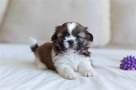 How Much Does A Shih Tzu Cost 2024 Price Guide