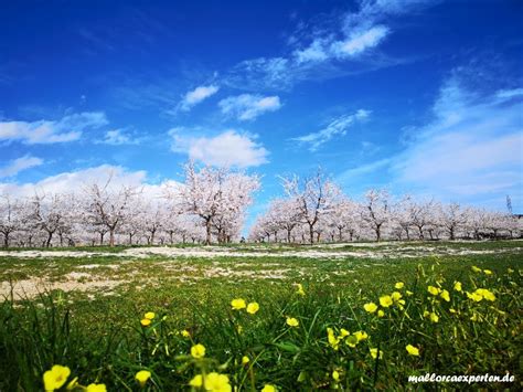 Wann ist auf mallorca mandelblüte? Mandelblüte Mallorca 2020: ☀️ Die schönsten Touren & Ausflüge
