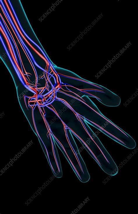The Blood Supply Of The Hand Stock Image F0017689 Science Photo