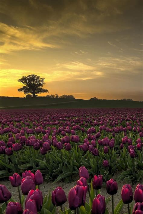 Tulips In The Sunset By Kim Schou On 500px Beautiful Nature
