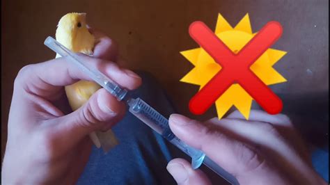محاربة حشرة الفاش و طريقة العلاج من الفاش الرؤوي بطريقة إحترافية 👌 ️ Youtube