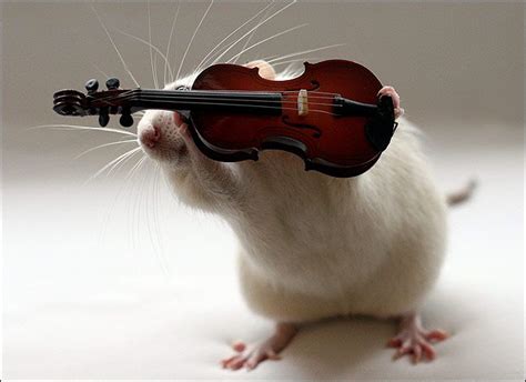 Pin By Casey Walker On Animals Rats Violin Cute Baby Animals