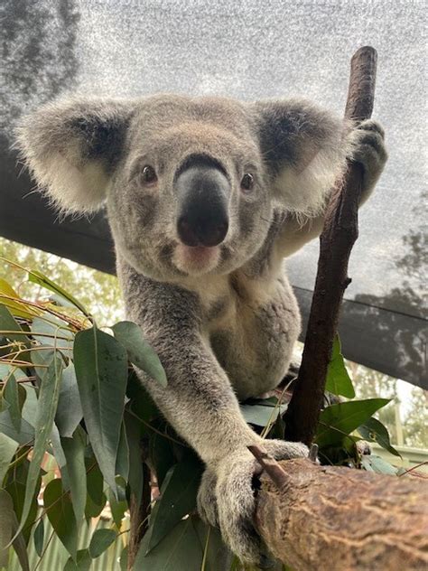 Adopt Kupari Australian Koala Foundation