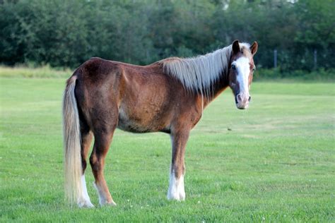 Sable Island Horse Equus Ferus Caballus Zoochat