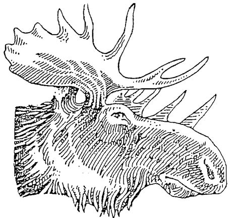 Moose Face Drawing At Getdrawings Free Download