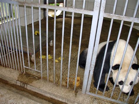 Work With The Pandas At The Wolong Panda Research Center Travel