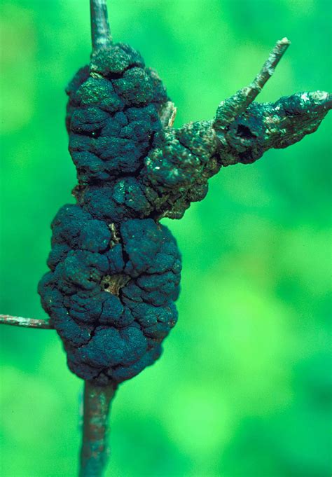 Download cherry tree stock photos. Dibotryon morbosum - Wikipedia