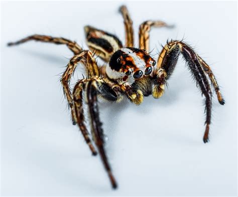 The Definitive List Of The Most Common House Spiders