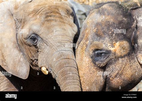 African And Indian Elephant Heads Stock Photo Alamy