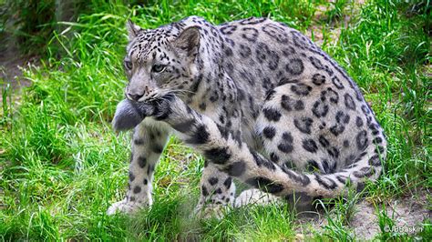 Snow Leopards Love Nomming On Their Fluffy Tails 12 Pics