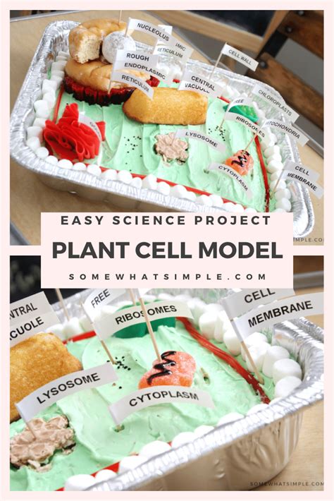 Making A Plant Cell Model Is A Great Way To Have Some Fun With Your