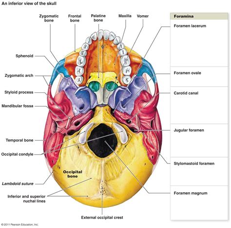 Fetal Skull Anterior View With Labels Axial Skeleton Visual Atlas