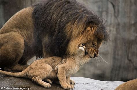 Footage Of Moment Papa Lion Meets Baby Cubs For First Time