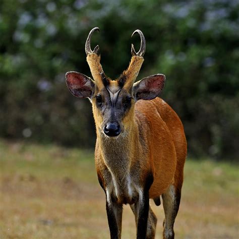 Muntjac Muntiacus Muntjak By Murray Thomas Wild Deer And Hunting