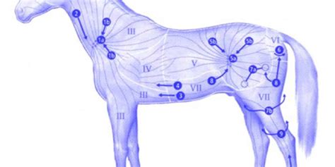 Horse Lymph Nodes Location