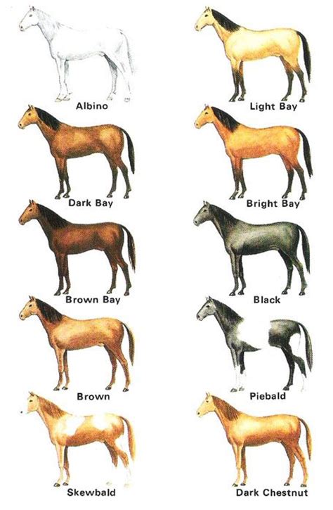 Horse Color And Markings Chart Pet Care Tips Advice And