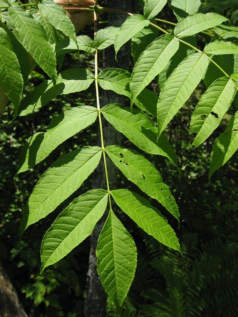 Leaves implies that there are multiple or a pile of leaves in context. Fraxinus nigra - Wikidata