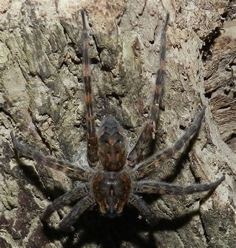 Fishing Spider Dolomedes Tenebrosus Bugguidenet