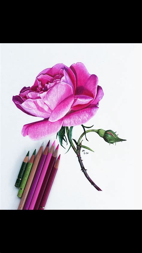 Simple Easy Colored Pencil Drawings Of Flowers Bmp Central