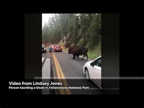 Crazy Man Gets Arrested For Taunting A Bison In Yellowstone Wow Video