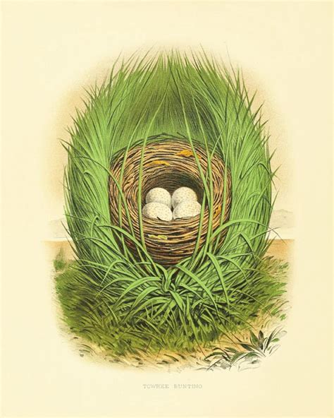 Bird Nest Vintage Bird Print Nature Print By Antiquewallart