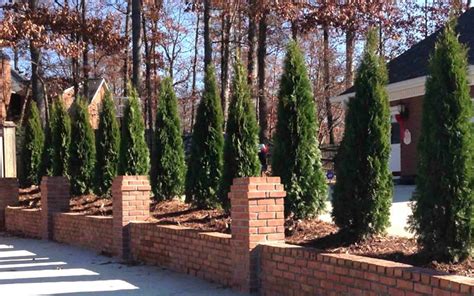 Emerald arborvitae matures 12 to 15 feet tall and 3 to 5 feet wide. Emerald Green Arborvitae - 7 Gallon - Shrub, Coniferous ...