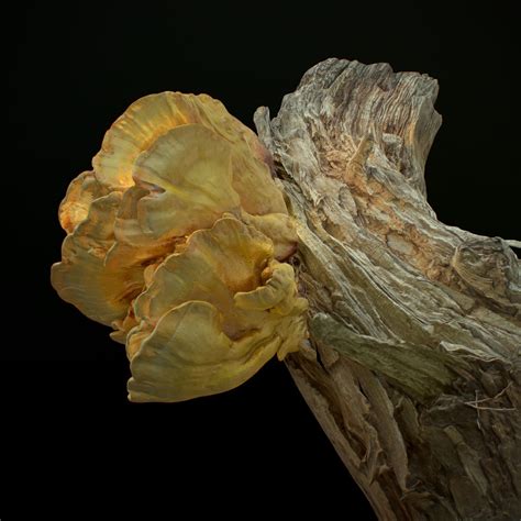 3d Model Wood Mushrooms On A Trees Laetiporus Sulphureus Yellow Fungi