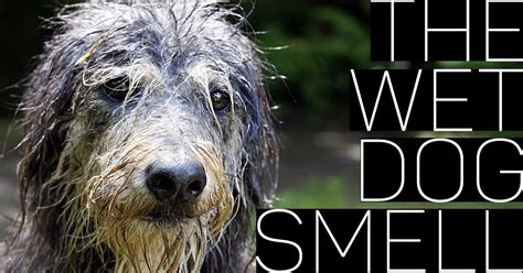 The Wet Dog Smell Why It Happens And What You Can Do About It Dog