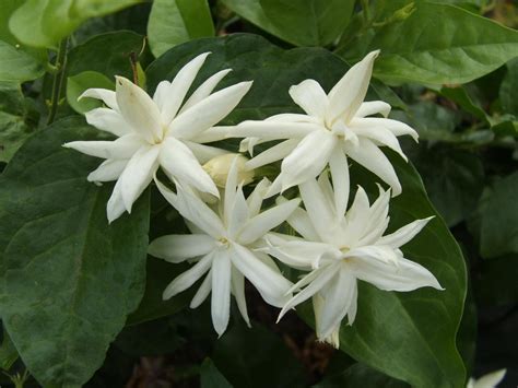 Jasmine Live Plant Belle Of India Jasminum Sambac Fragrant Flower 6 8